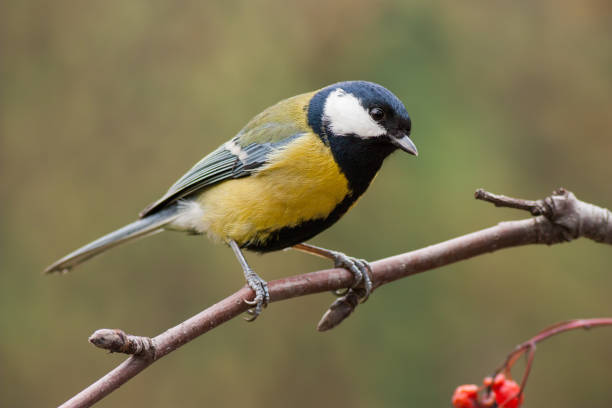 istock Great tit, parus major, on branch with red berries 904278622