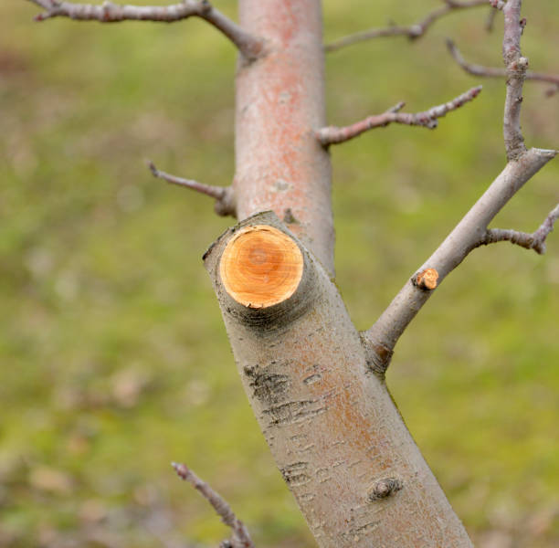 istock Fresh pruned apple branch in winter 904278642