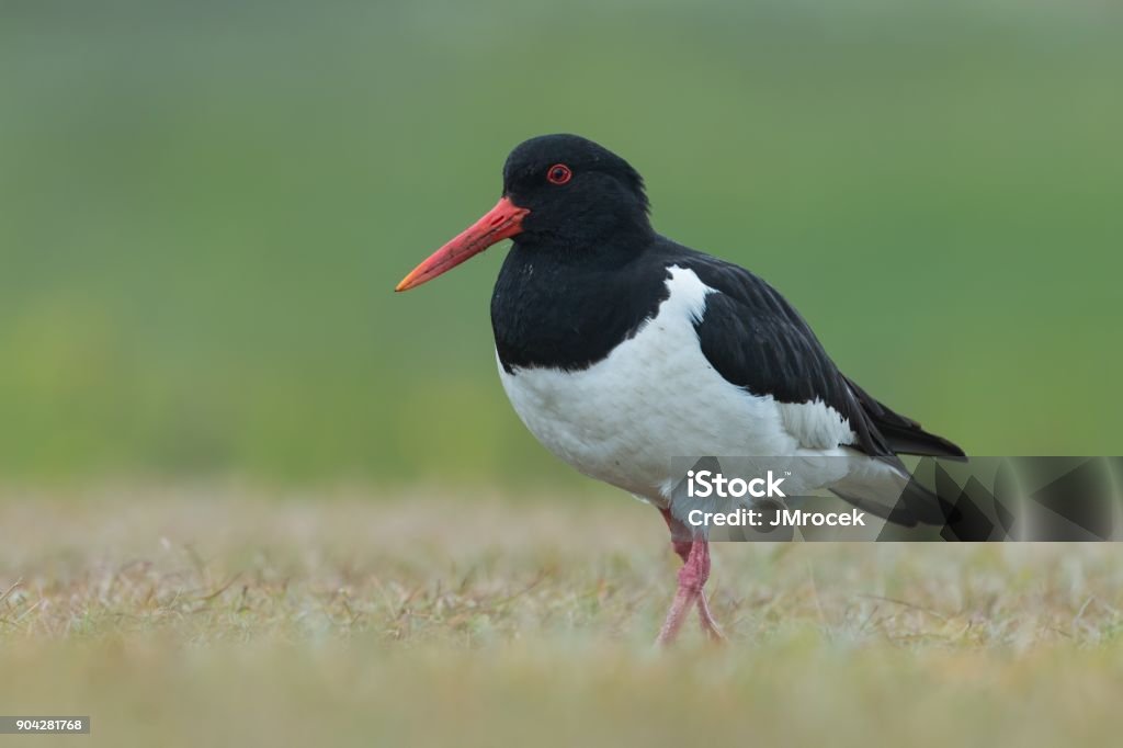 Eurasian oystercatcher, Haematopus ostralegus, birds of Iceland Eurasian oystercatcher, Haematopus ostralegus, birds of Iceland. Black and white bird with long straight red beak standing in green grass with blurred background. Summer on Iceland. Animal Stock Photo