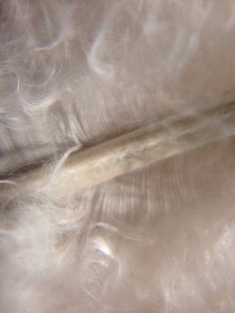 istock Close up of a feather 904282034