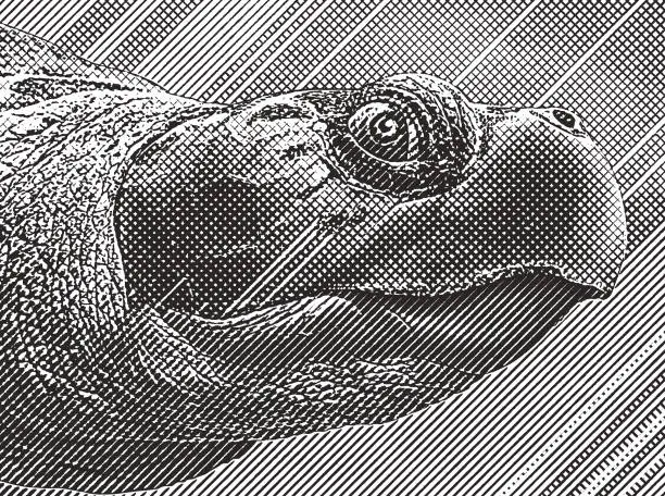 Vector illustration of Close up Engraving of a Loggerhead Sea Turtle head