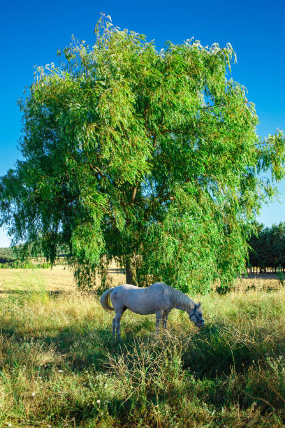istock White horse in a field 904285568