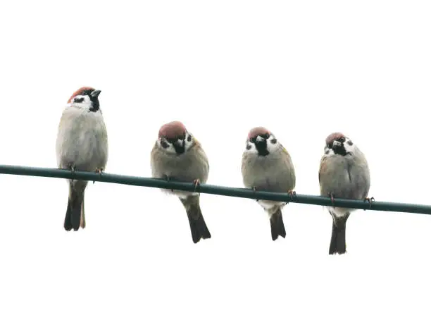Photo of funny friendly little birds sitting on a wire on white sky background
