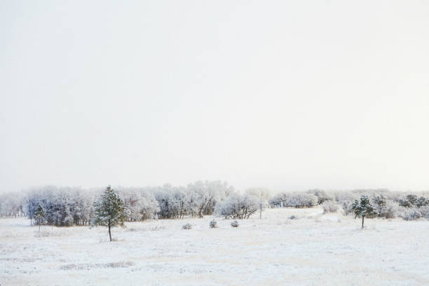 istock White Landscapes - High Altitude Western Colorado Winter Snowfall 904290558