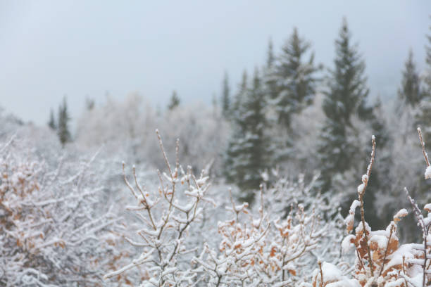 High Altitude Hunting area light snowfall in winter on the Grand Mesa in western Colorado treed areas and hillside - photographed in outdoor settings with focal distance and composition variations (photos professionally retouched - Lightroom / Photoshop - original size 5616 x 3744) iStock Portfolio: http://bit.ly/eyecrave_istock Getty Images Portfolio: http://bit.ly/eyecrave_getty