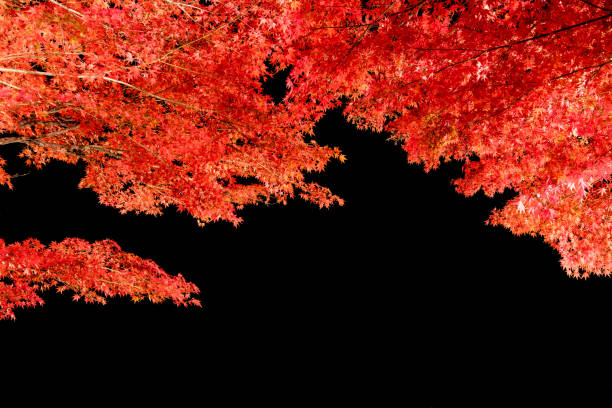 Arch red maple in autumn season at night