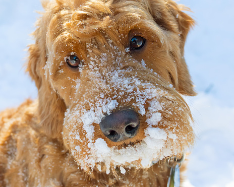close up Mini golden doodle winter portrait with snow on her face