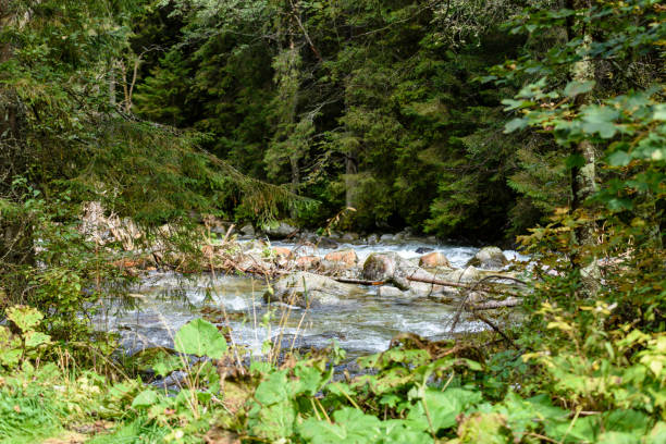 istock mountain river in summer. Bialka river, Poland 904294192