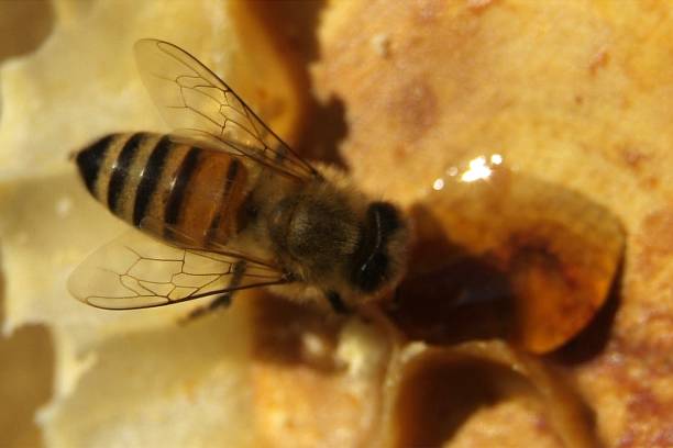 istock closeup of bees on honeycomb in apiary 904296482