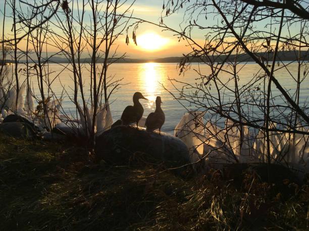 Two lovely ducks talking together by the lake at sunset