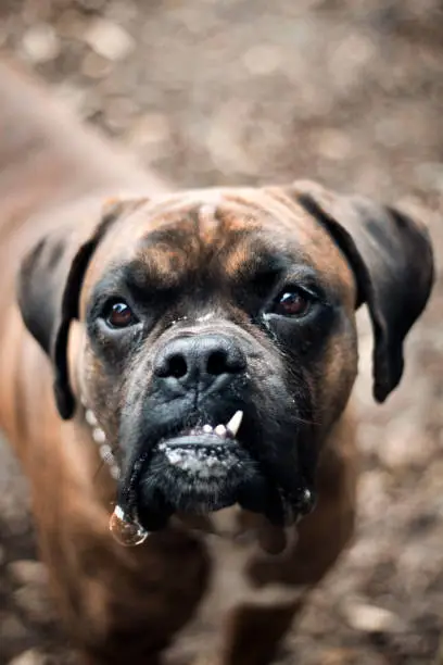 Portrait of an adult boxer/dog