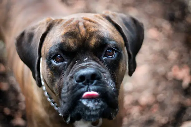 Portrait of an adult boxer/dog