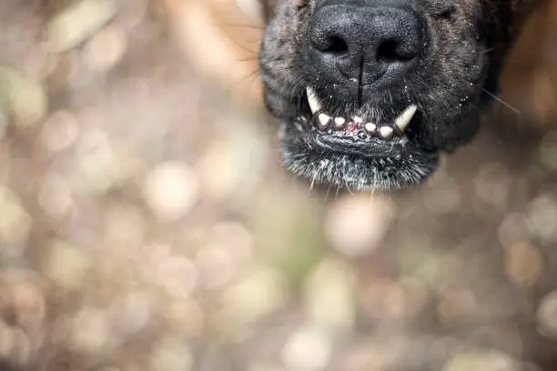 Closeup of the muzzle of an adult Boxer/dog