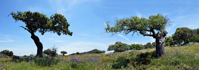 spring landscape with two holm oaks and colorful flowers