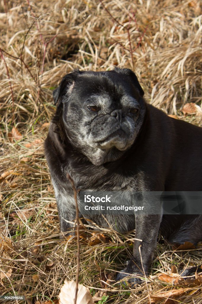 pug mops named adelheid doing winter sun relaxing on a field pug mops named adelheid doing winter sun relaxing on a field in south germany park in january Animal Stock Photo