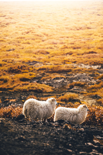 Two Icelandic sheep on pasture.