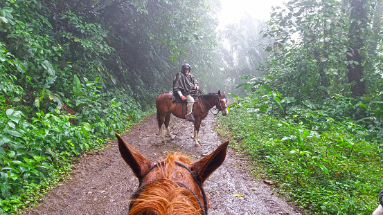 Senior men in rain on horseback riding on dirt road in the tropical rainforest. At the foot of Volcano Arenal in tropical forest of Costa Rica. In front view from horse back (horse head only).
