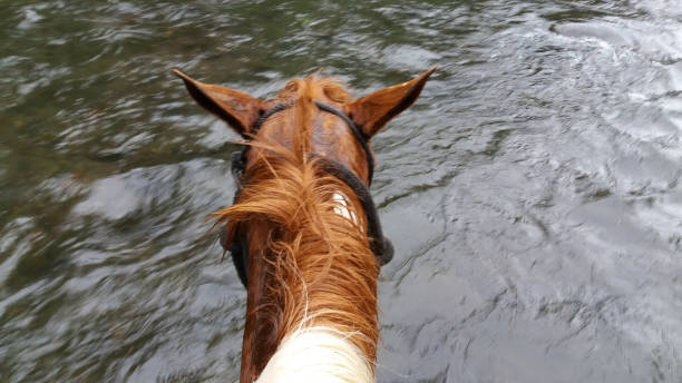 View from horseback crossing the river. Visible just horse head against the river. At the foot of Volcano Arenal in tropical forest of Costa Rica.