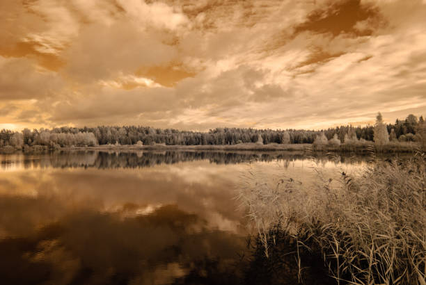 лес у озера. инфракрасное цветное изображение - infrared landscape bridge blue стоковые фото и изображения