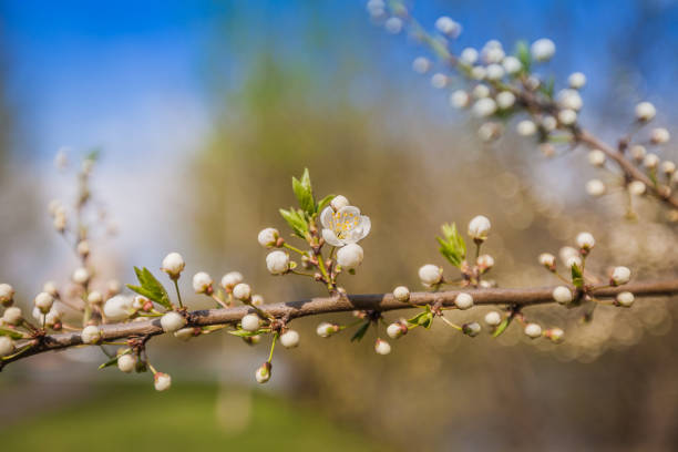 istock White Cherry Flowers Branch Spring Sunny Day 904301034