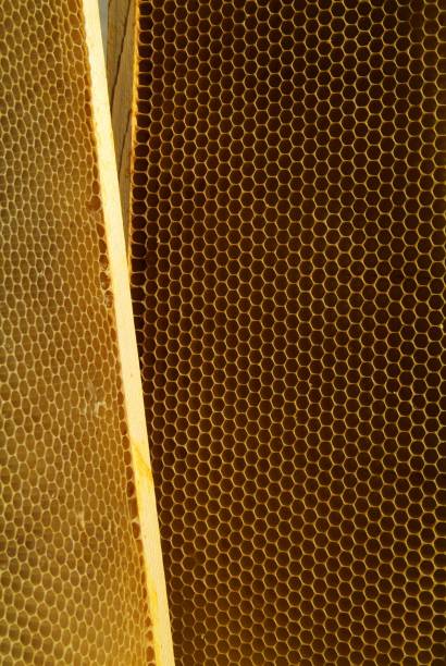 istock closeup of bees on honeycomb in apiary 904305798