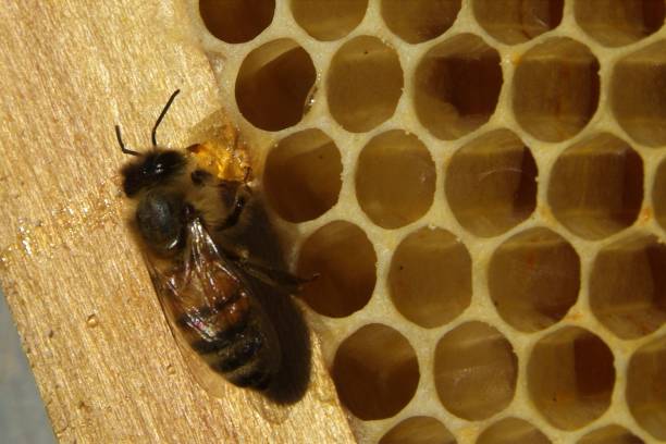 istock closeup of bees on honeycomb in apiary 904307484