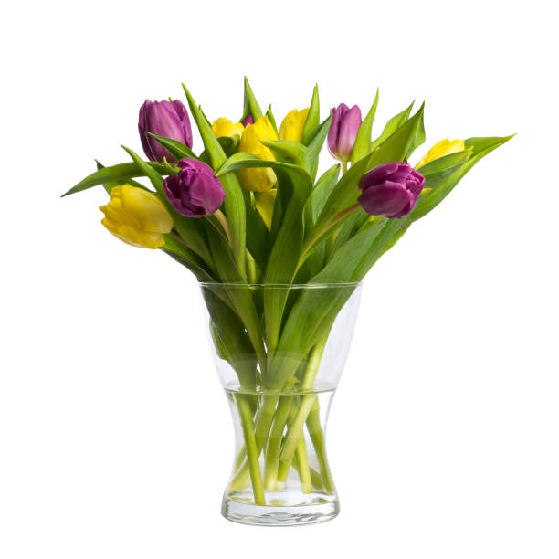 istock Beautiful tulips flowers on white background 904307874