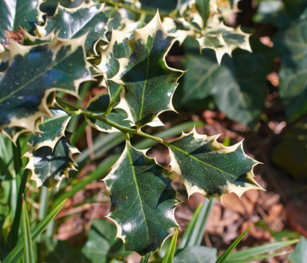 istock Background with European Holly (Ilex aquifolium) leaves. 904308652