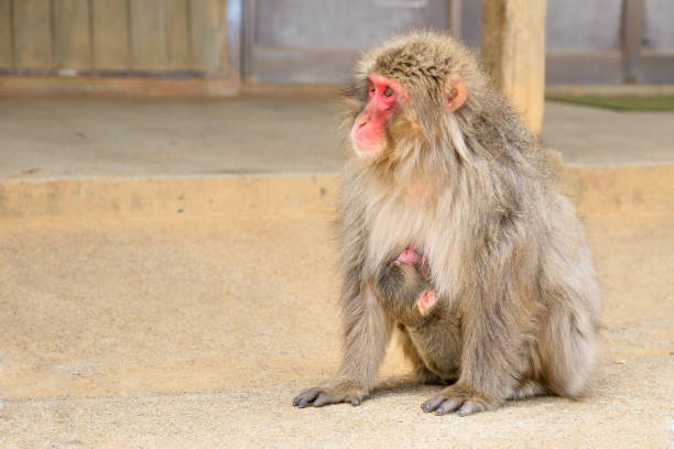 istock Japanese macaques mother cuddling 904308794