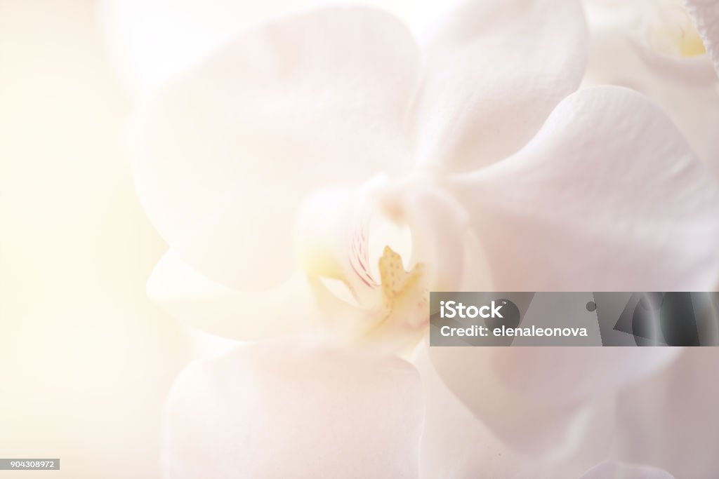 Weiße Orchidee - Lizenzfrei Orchidee Stock-Foto