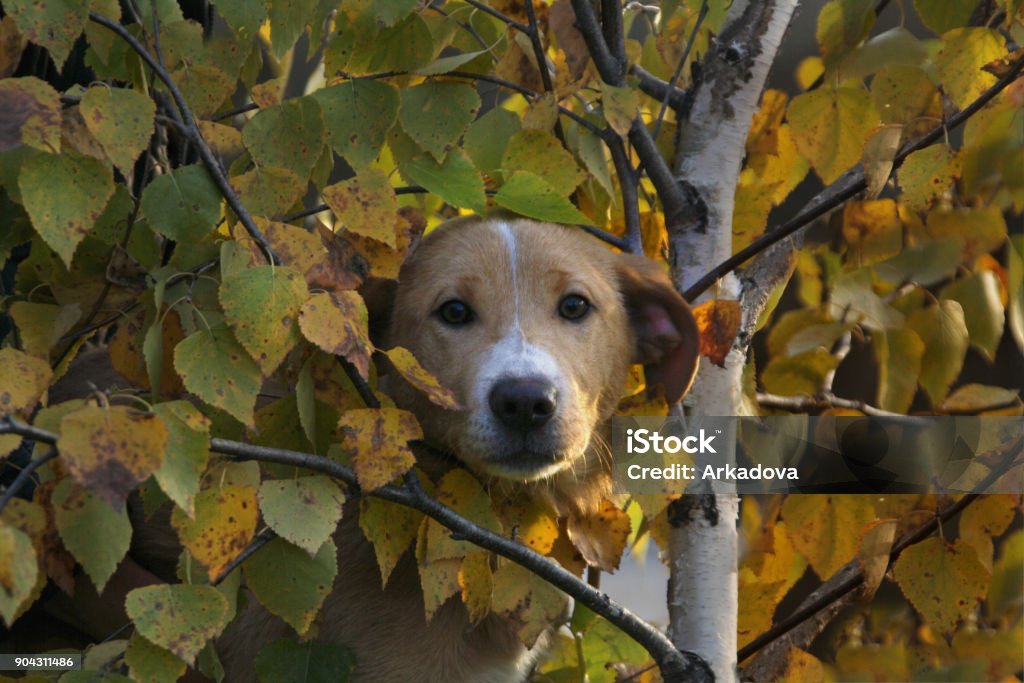 Dog And Tree Stock Photo - Download Image Now - Animal, Autumn, Autumn ...