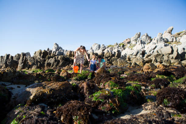 istock Young family catching fish in the rock pool 904315256