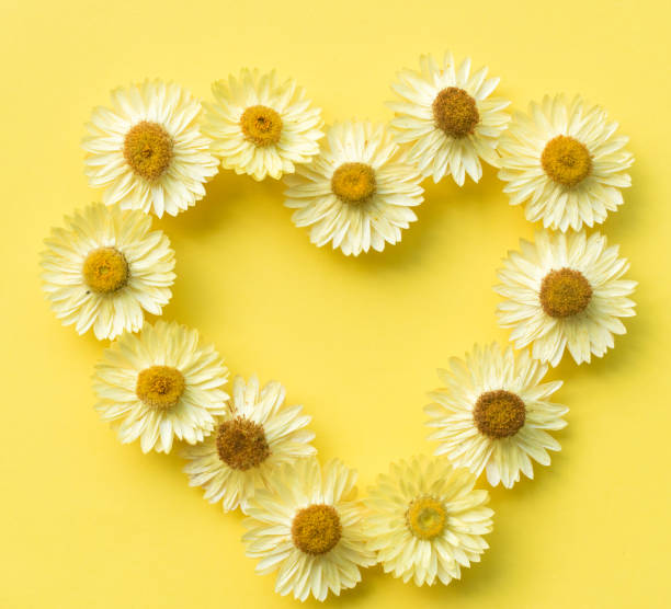 istock Yellow dried daisies in heart shape from above 904316652