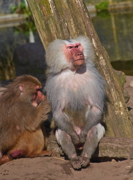 istock Hamadrya baboons (Papio hamadryas) are enjoying the sun, close up. 904317276