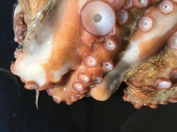 octopus background isolate