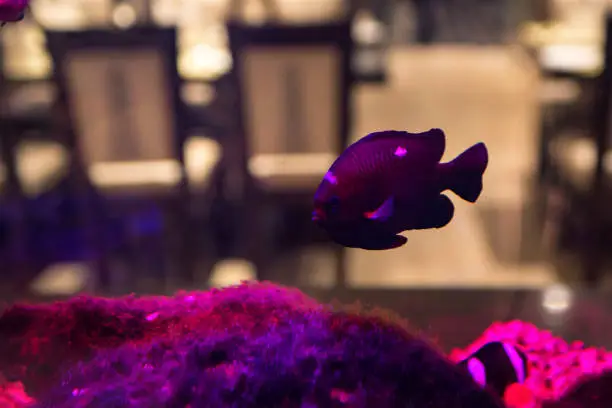 Close up beautiful violet fish swimming in aquarium in restaurant
