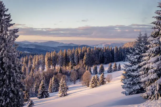 Photo of Early morning snow covered black forest warmed up by the sun rays.