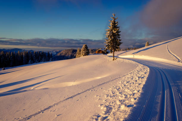 이른 아침 눈 덮여 태양 광선에 의해 데워 검은 숲. - cross country skiing black forest germany winter 뉴스 사진 이미지