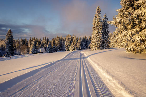 이른 아침 눈 덮여 태양 광선에 의해 데워 검은 숲. - cross country skiing black forest germany winter 뉴스 사진 이미지