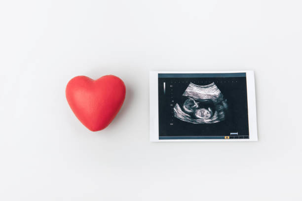 rood hart en en inwendige organen screening - pregnant isolated on white stockfoto's en -beelden