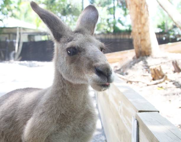 istock Kangaroo sticking his tongue out 904332004
