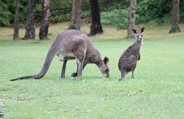 istock Kangaroo family in Jervis bay australia 904332354