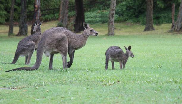 istock Kangaroo family in Jervis bay australia 904332422