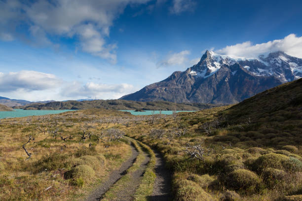 istock Chilean nature and wildlife 904335422