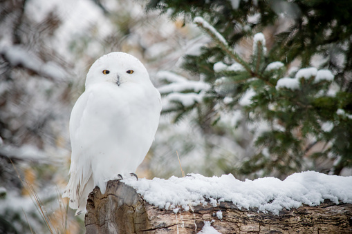 A white mature snowy owl