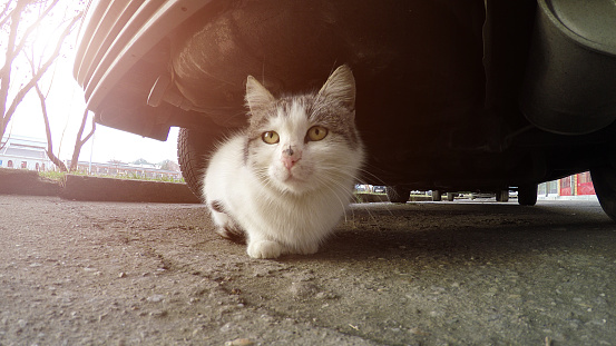 Close up wide angle shot of a domestic cat hiding under the car.