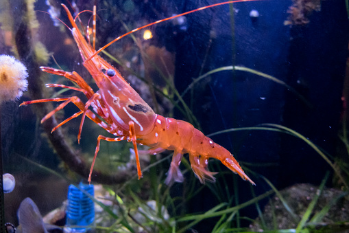 a live shrimp in a tank