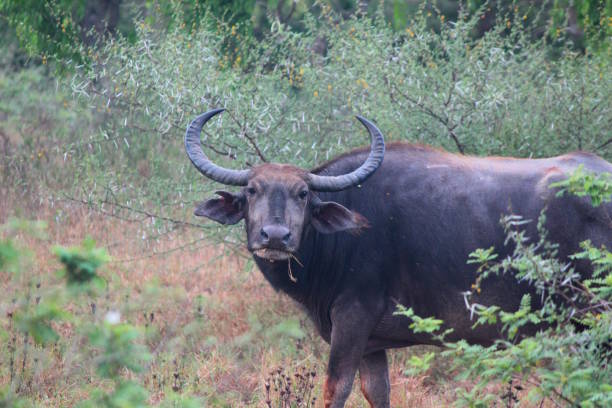 istock Bufallo in Yala park, Sri Lanka 904345086