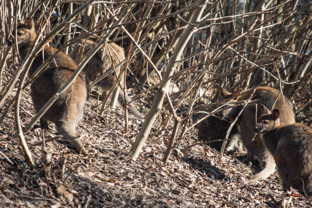 istock portrait of cute red necked wallaby kangaroo 904347544