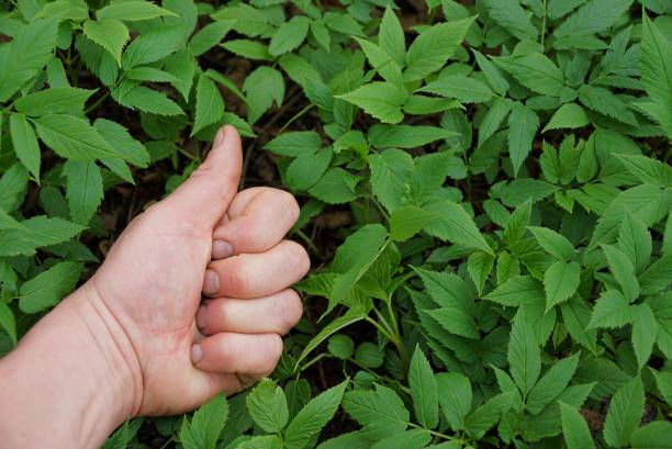 segno di approvazione a mano sullo sfondo di foglie verdi - hand sign human hand ok sign grass foto e immagini stock